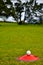 New Zealand Golf Course with ball waiting to be played