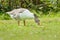 New Zealand Goose feeding
