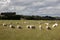 New Zealand - Grazing sheep