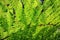 New Zealand green fern background