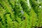 New Zealand green fern background