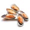 New Zealand Green Mussels