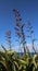 New Zealand Harakeke Flax Flowering By the Ocean