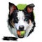 New Zealand heading dog, poster digital art. Isolated waterclor portrait of puppy holding ball in teeth. Playing doggy