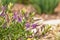 New Zealand hebe plant with purple flowers in bloom against blurred garden bacgkround