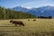 New Zealand Highland Cattle on the farm