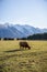 New Zealand Highland Cattle on the farm