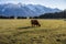 New Zealand Highland Cattle on the farm