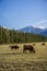 New Zealand Highland Cattle on the farm