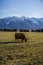 New Zealand Highland Cattle on the farm