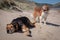 New Zealand Huntaway on beach in sun two days after retiring from being a full time sheepdog