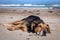 New Zealand Huntaway lying on beach in sun two days after retiring from being a full time sheepdog