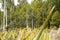 New Zealand kahikatea forest beyond wetland of flax