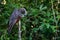 New Zealand Kaka bird feeding on a post in Wellington