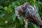 New Zealand Kaka bird Feeding in Wellington