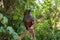 New Zealand Kaka Brown Parrot