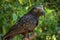 New Zealand Kaka Brown Parrot Crest Feathers