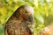 New Zealand Kaka Brown Parrot Eating