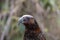 New Zealand Kaka Brown Parrot, Head