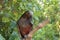 New Zealand Kaka Brown Parrot Sitting In Tree