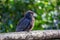 New Zealand Kaka Parrot (Nestor meridionalis) in Auckland