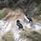 New Zealand king shag, Leucocarbo carunculatus