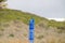 New Zealand kingfisher sitting of Beach marker pole at Mount maunganui