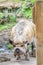 New Zealand Kunekune pig