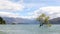 New Zealand landscape nature - lone tree of Lake Wanaka