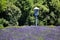 New Zealand, Lavender Farm in Wanaka.