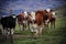 New zealand livestock cow standing in animals farm field looking