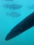 New Zealand Longfin Eel Taken from Underwater in Lake Wakatipu Queenstown South Island New Zealand Photo