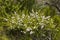 New Zealand manuka bush with tiny white flowers