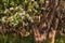 New Zealand manuka tree in bloom