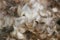 New Zealand merino wool background