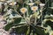 New Zealand mountain daisy flowers in bloom