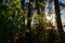 New Zealand native bush with trees back-lit by low sun and kawakawa edible leaves highlighted