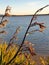 New Zealand native flax beach