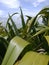 New Zealand: native flax plant detail