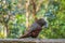 New Zealand native kaka parrot