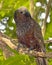 New Zealand native Kaka parrot on branch