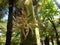 New Zealand: native nikau tree flower