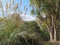New Zealand Native Plants Toetoe Cortaderia Splendens and Cabbage Tree Cordyline Australis beside the Waikato River Cambridge