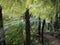 New Zealand: native ponga tree hiking trail