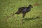 A New Zealand native pukeko baby stretching its leg