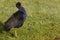 A New Zealand native pukeko bird standing on grass