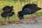 A New Zealand native pukeko feeding a group of babies