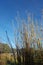 New Zealand native rush plant with blue sky