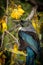 New Zealand native songbird the Tui in native kowhai tree sucking nectar from bright yellow spring flowers