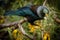 New Zealand native songbird the Tui in native kowhai tree sucking nectar from bright yellow spring flowers